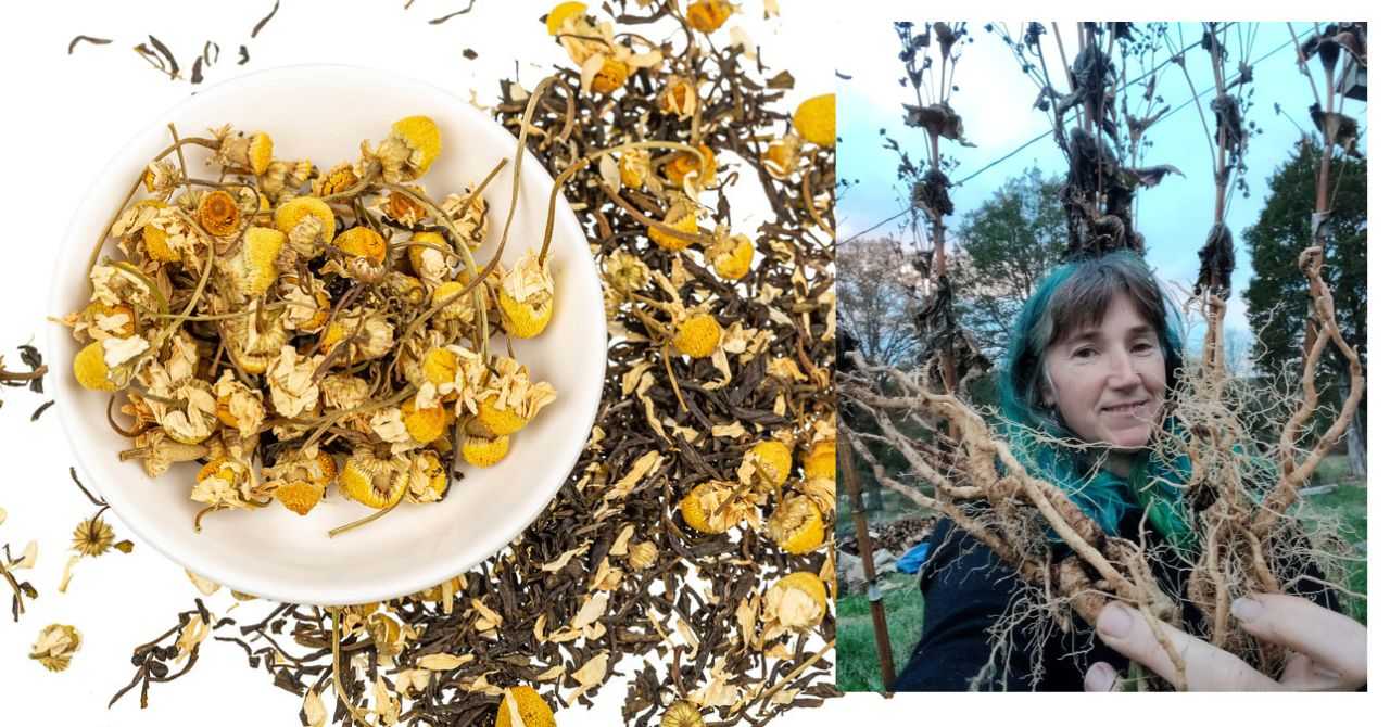 Dancing with Grief and Stress: An exploration of herbal and nutritive supports for emotional resilience, Session 2 